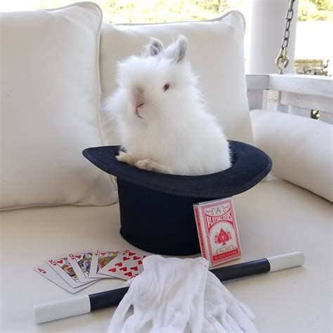 Magician And Rabbit Costume Pin On Etsy Treasuries Joel Lopead