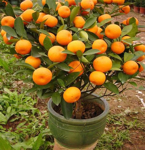 20 Mandarin Orange Tree Seeds Citrus Reticulata Blanco Etsy In 2020