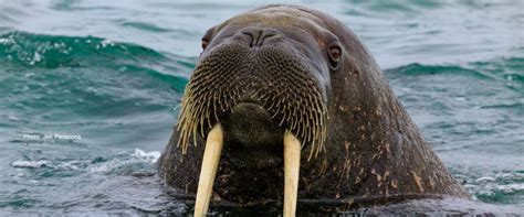 The Atlantic Walrus Timeless Arctic