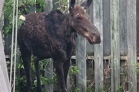 Joint Effort Helps Moose On The Loose Baytodayca