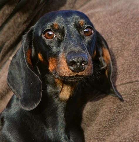 Dachshund Animal Portrait Dog · Free Photo On Pixabay