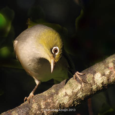 The Contortionist Silvereye Tauhou Native To New Zealand Flickr