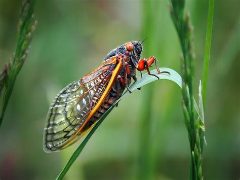 Trillions Of Brood 10 Cicadas To Emerge In Us After 17 Years