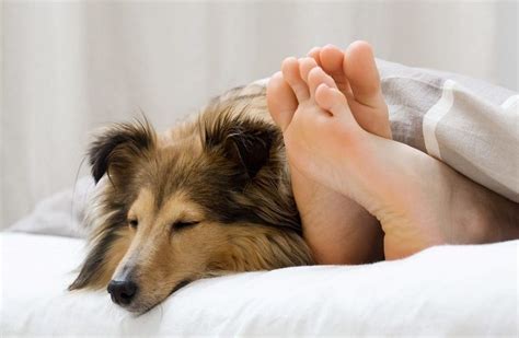 Dormire Con Il Cane Migliora Il Riposo Notturno Impronta Unika Pet