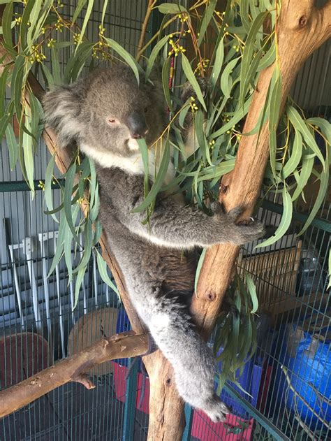 Adelaide And Hills Koala Rescue 1300koalaz Inc Bowen Rd Tea Tree