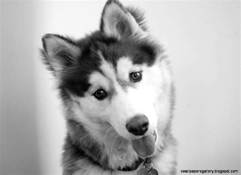 Black And White Husky Photography Wallpapers Gallery