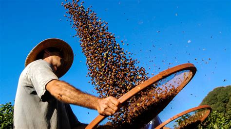 Get To Know South America’s Key Coffee Producing Countries Vinepair