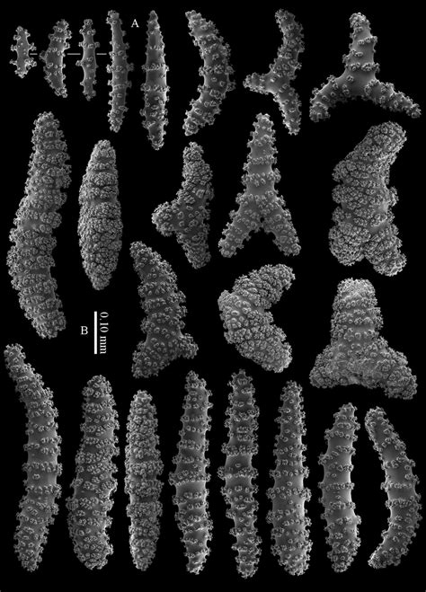 Briareum Cylindrum Sp N Paratype Rmnh Coel 41443 A Sclerites Of
