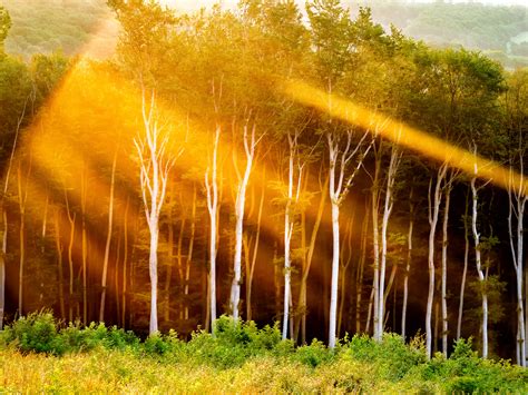 Free Images Landscape Tree Nature Forest Light Wood Field