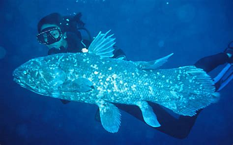 Coelacanths Fossil Fish An Ancient Swimmer World Most Amazing Records