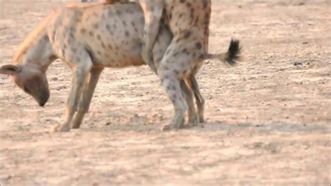 Hyena Mating And Birth Youtube