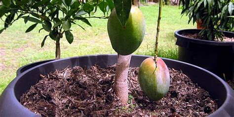 How To Grow Mango Trees In Container Easy Tips Nature Bring Bonsai