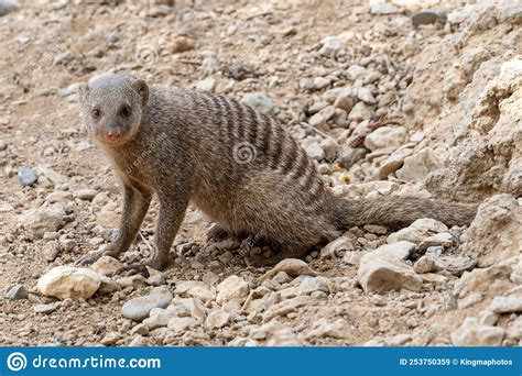 A Close Up Of A Banded Mongoose Mungos Mungo In The Desert Sun Of South