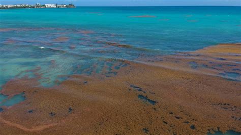 Sargassum The Seaweed Deluge Hitting Caribbean Shores Bbc News