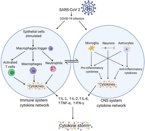 Frontiers Cytokine Storm In Covid 19—immunopathological Mechanisms