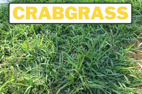 Weeds That Look Like Grass Identification Guide Gfl Outdoors