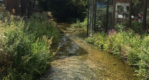 Strategy To Restore And Protect Englands Chalk Streams Launched Cieem
