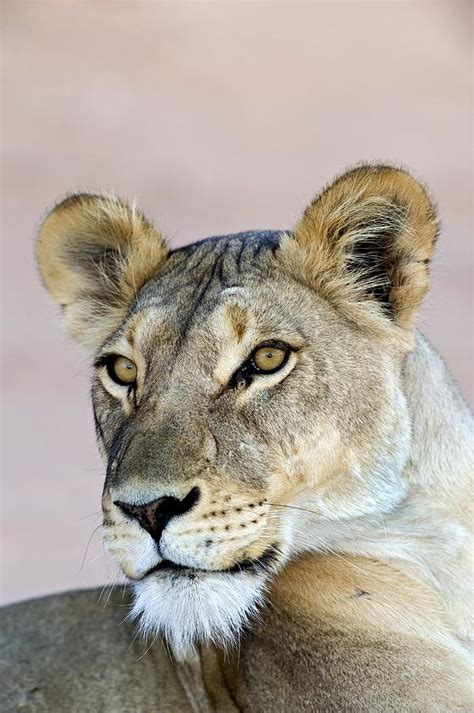 Lioness Photograph By Tony Camacho Fine Art America