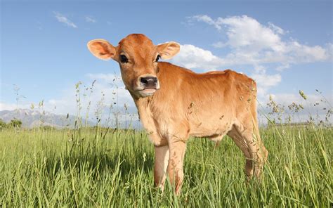 15 Cute Cows To Get You Through Monday