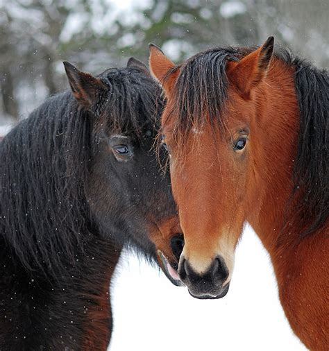 Close Up Of Two Horses Kissing Photograph By Anne Louise Macdonald Of