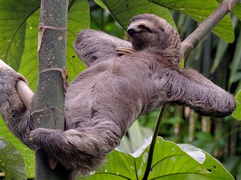 10 Reasons Why The Sloth Might Actually Be Your Spirit Animal