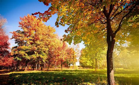 photography, Landscape, Park, Trees, Grass, Fall Wallpapers HD 