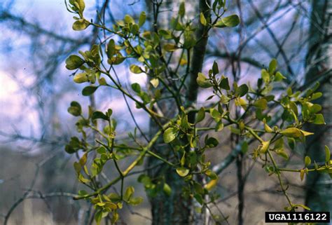 Oak Mistletoe Phoradendron Leucarpum