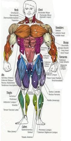 Anatomynote.com found labelled diagram of the muscles in the human body from plenty of anatomical pictures on the internet. Major muscles of the body, with their COMMON names and ...