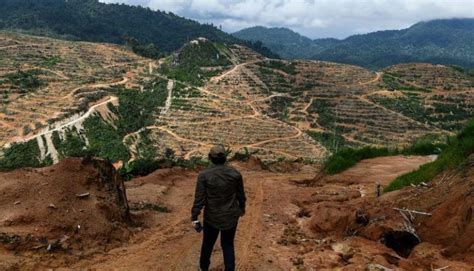 Deforestation Archives Malaysia Today