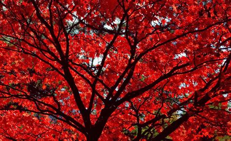 Hd Wallpapers Desktop Autumn Wallpaper With Red Leaves