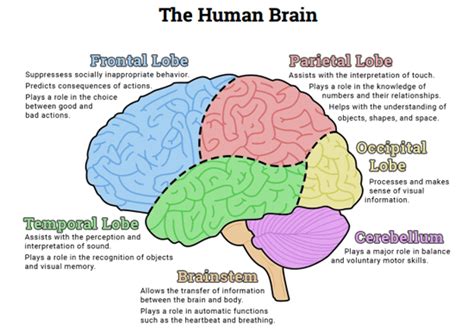 The Human Brain Diagram Worksheet Worksheets Samples