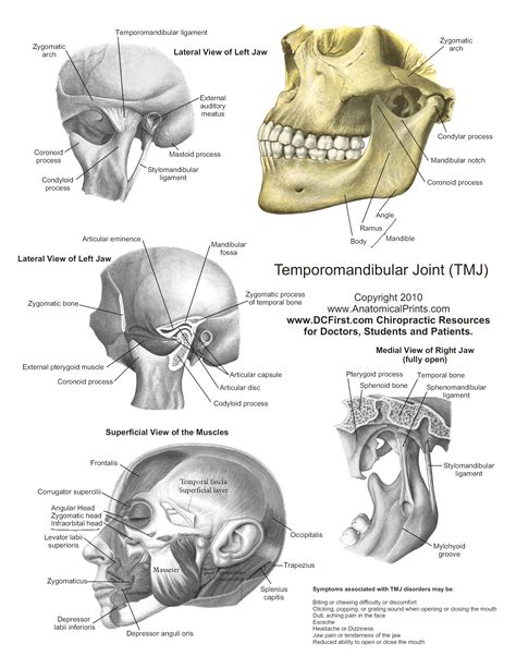 Dimitrios mytilinaios md, phd last reviewed: Printable Free Anatomy Study Guides