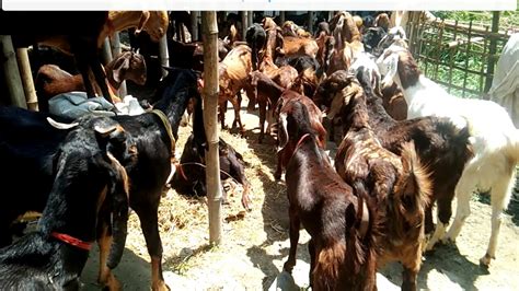 How To Start Commercial Goat Farming Lets Follow 11tips To Make