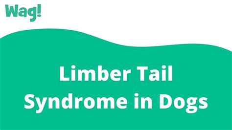 What Causes Limp Tail In Dogs