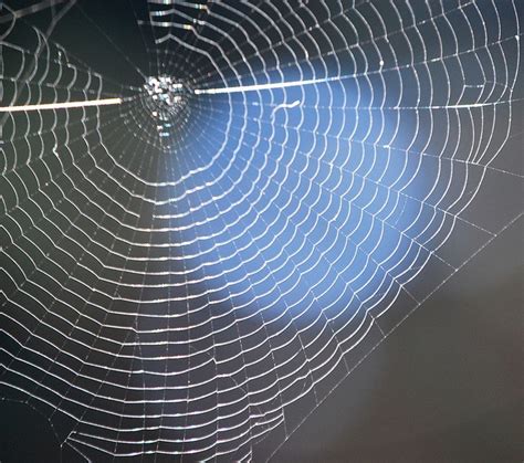 Spider Web Spider Web Spider Art Cool Art Projects