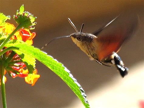 Hummingbird Moth Democratic Underground