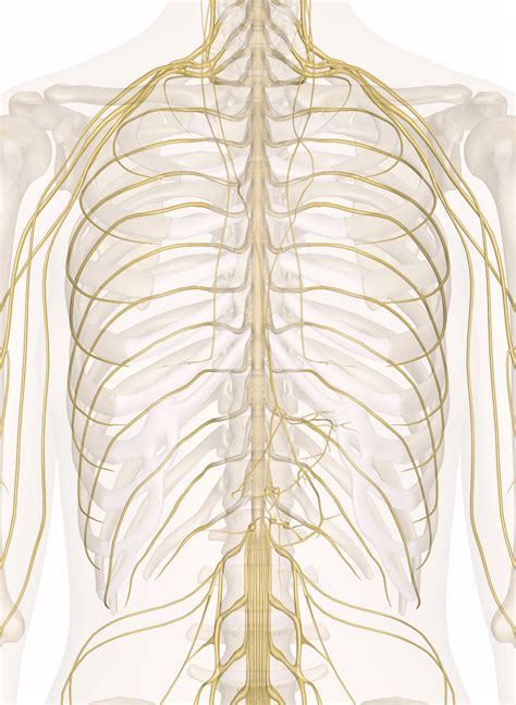 Male anterior thoracic wall chest muscles labeled on white. Chest Muscle Anatomy Diagram - Upper extremity - Occupational Therapy 205 with Teresa at ...
