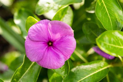 Annual Vinca Plant Care And Growing Guide