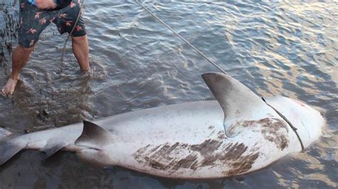 Hordes Of Gold Coast Anglers Chase 3m Monster Bull Sharks As They