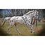Appaloosa Horse Pictures