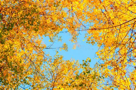 Autumn Tree Tops Orange Autumn Trees Tops Against Blue Sky Autumn