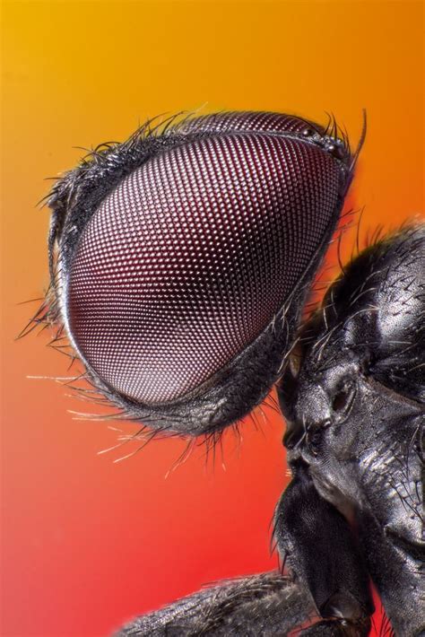 Very Small Fly Macro Photography Insects Arthropods Insect Photography