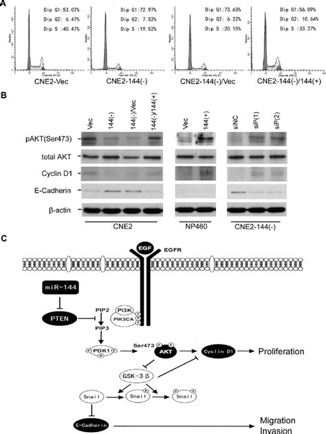 mir 144 promotes npc cell proliferation migration and invasion mainly download scientific