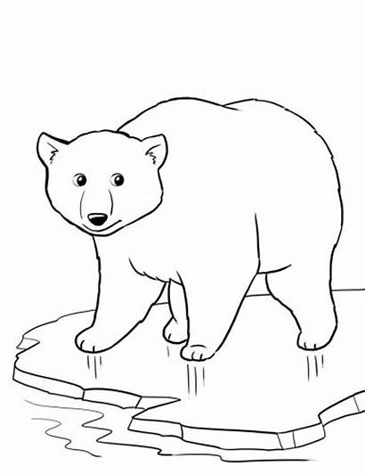 Polar Bear Coloring Winter Pages Printable Clip
