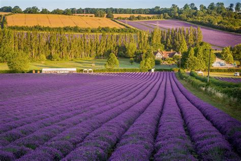 The Most Beautiful Lavender Fields In The Uk Lavender Fields