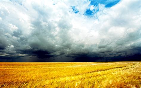 Wallpaper Golden Wheat Fields Clouds Sky Storm Coming 2560x1600 Hd