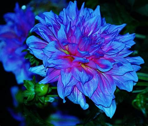 Blue Dahlia A True Dahlia Dahlia Flower Pictures Blue