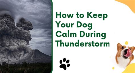 How To Keep Your Dog Calm During Thunderstorms