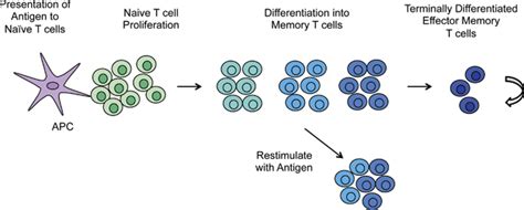 Following Antigen Exposure Naïve T Cells Undergo Proliferative