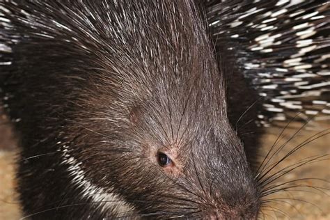 What Animals Hunt And Eat Porcupines Naturenibble